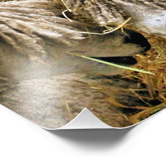 IMPRESSION PHOTO SHEEP (Coin)