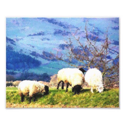IMPRESSION PHOTO SHEEP (Devant)