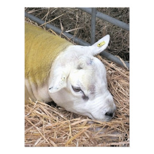 IMPRESSION PHOTO SHEEP
