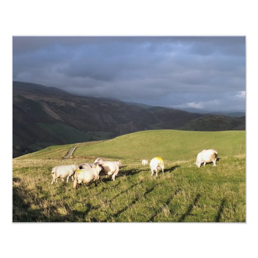IMPRESSION PHOTO SHEEP DE MONTAGNE (Devant)
