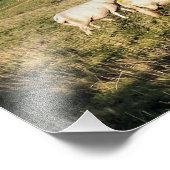 IMPRESSION PHOTO SHEEP DE MONTAGNE (Coin)