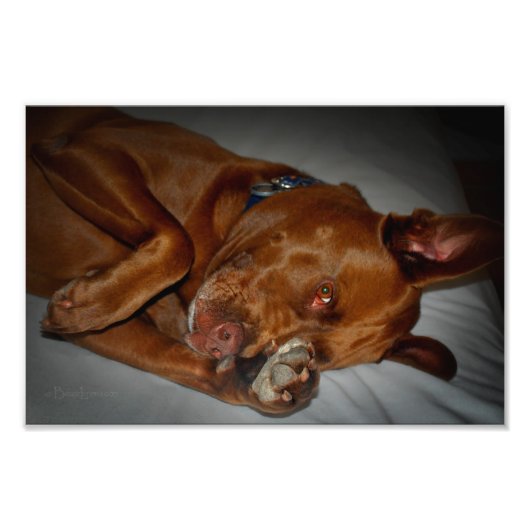 Impression Photo Shop Chocolate Lab Pit Mix Chien (Devant)