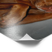 Impression Photo Shop Chocolate Lab Pit Mix Chien (Coin)