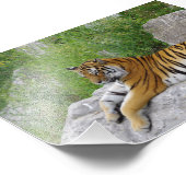 Impression Photo Siberian Tiger Relaxing on a Rock (Coin)