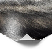 Impression Photo Sibérien Husky (Coin)