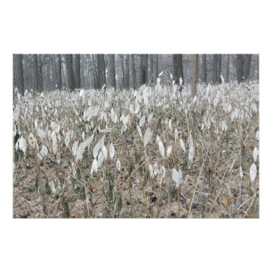 Impression Photo Silence de la forêt calme