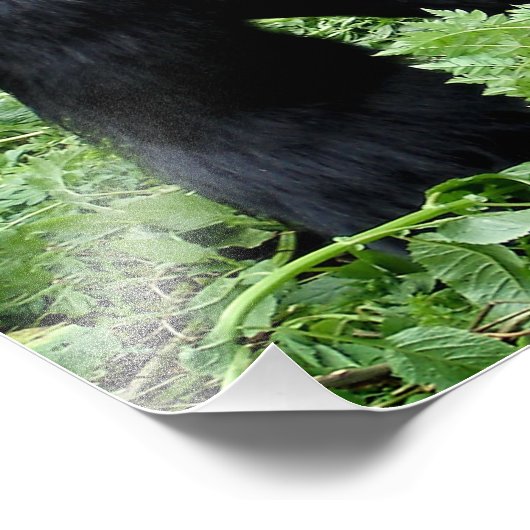 Impression photo Silverback gorilla (Coin)