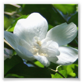 Impression Photo Simple blanc