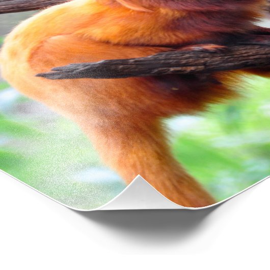 Impression Photo Singe à feuille rouge solitaire (Coin)