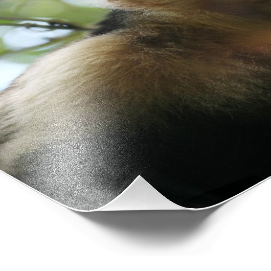 Impression Photo Singe capucin (Coin)