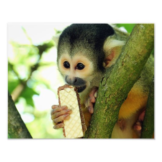 Impression Photo Singe écureuil mangeant un biscuit wafer (Devant)