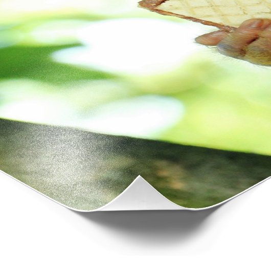Impression Photo Singe écureuil mangeant un biscuit wafer (Coin)