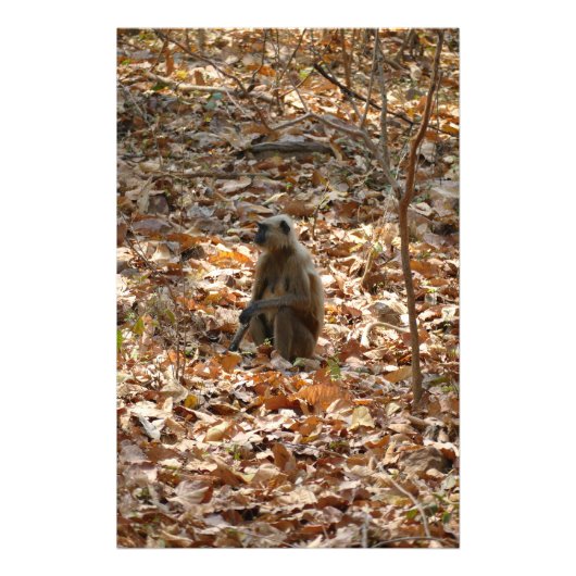 Impression Photo Singe en saison sèche (Devant)