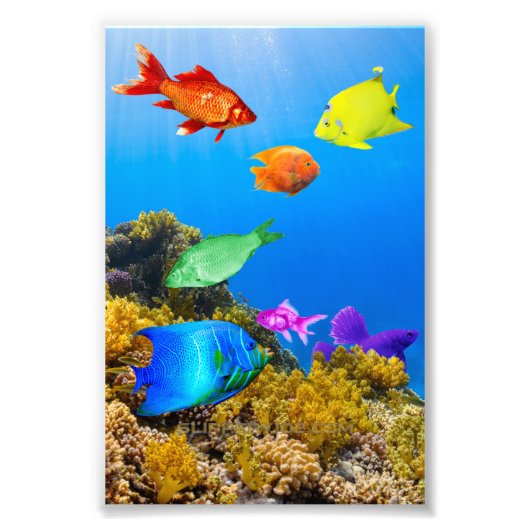 Impression Photo SlipperyJoe's Fish Pride tropicale vert bleu pourp (Devant)