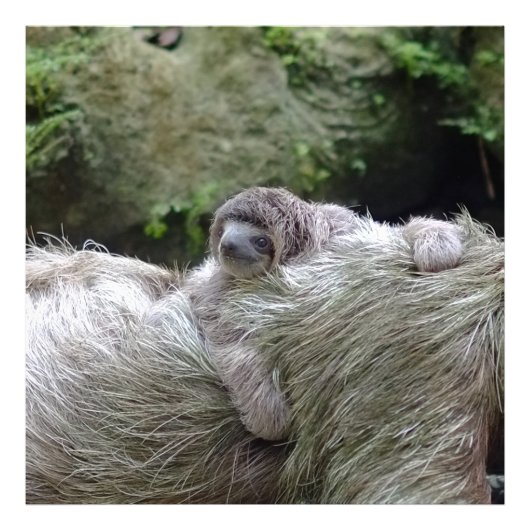 Impression Photo Sloth_20171104_by_JAMFoto (Devant)