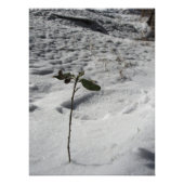 Impression Photo "Snow Sprout" (Devant)