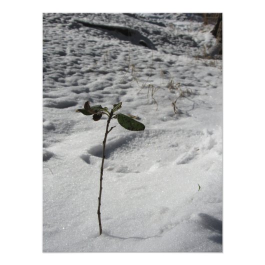 Impression Photo "Snow Sprout" (Devant)