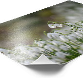 Impression Photo Snowdrops (Coin)