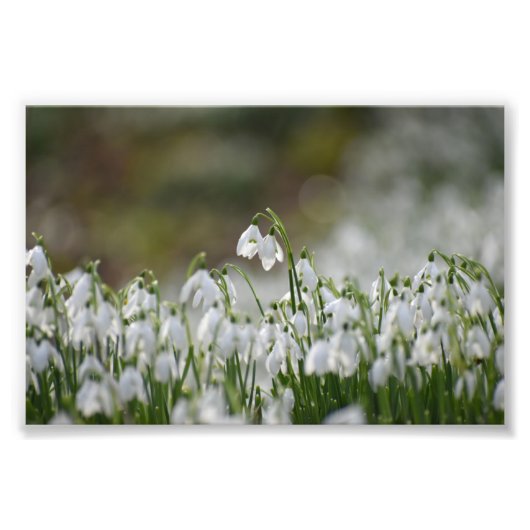 Impression Photo Snowdrops (Devant)