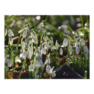 Impression Photo Snowdrops