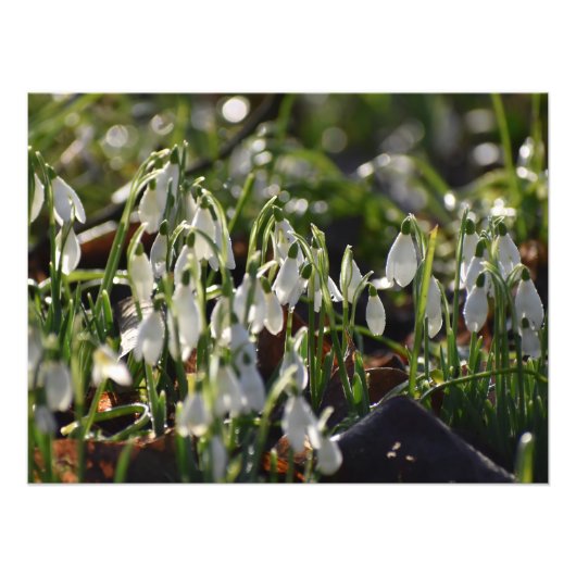 Impression Photo Snowdrops (Devant)