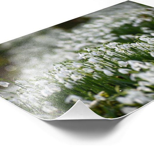 Impression Photo Snowdrops (Coin)