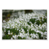 Impression Photo Snowdrops (Devant)