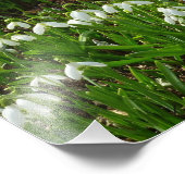 Impression Photo Snowdrops (Coin)