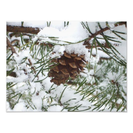 Impression Photo Snowy Pine Cone I (Devant)