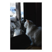 Impression Photo Snowy White Kitty (Devant)