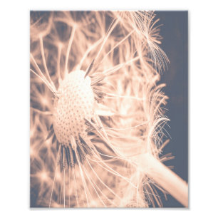 Impression Photo Soft Fairytale Pink Dandelion Blowball 2