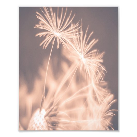 Impression Photo Soft Fairytale Pink Dandelion Blowball 3 (Devant)