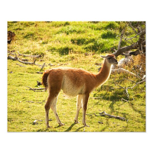 Impression Photo Soleil de Guanaco (Devant)