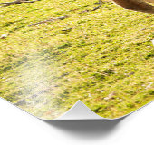 Impression Photo Soleil de Guanaco (Coin)