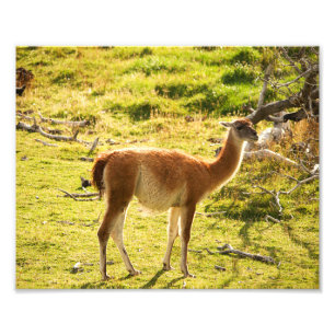 Impression Photo Soleil de Guanaco