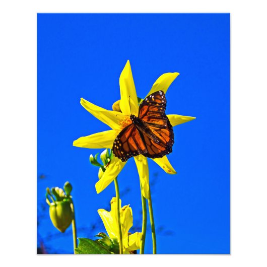 Impression Photo Soleil vers le haut (Devant)