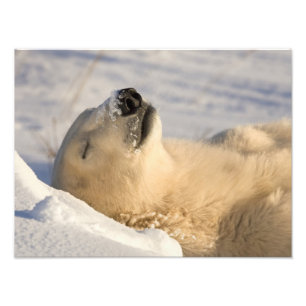 Impression Photo Sommeil de l'ours polaire