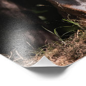 Impression Photo Sourire Foxy Des Ombres (Coin)