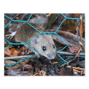 Impression Photo Souris en bois