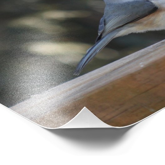 Impression Photo Souris touffue avec touft up (Coin)