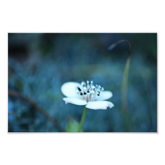 Impression Photo Souvenirs d'été (Devant)