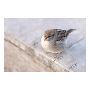Impression Photo Sparrow