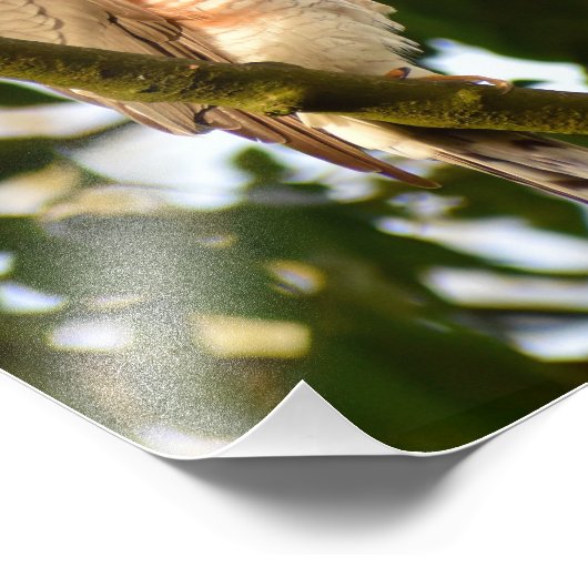 Impression Photo Sparrowhawk (Coin)