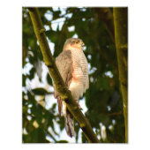 Impression Photo Sparrowhawk (Devant)