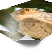 Impression Photo Sparrowhawk (Coin)
