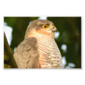 Impression Photo Sparrowhawk (Devant)