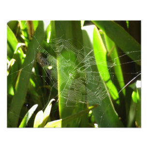 Impression Photo Spiderweb dans Tropical Leaves Nature