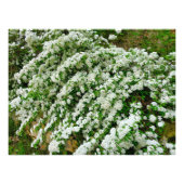 Impression Photo Spirea Arguta (Devant)