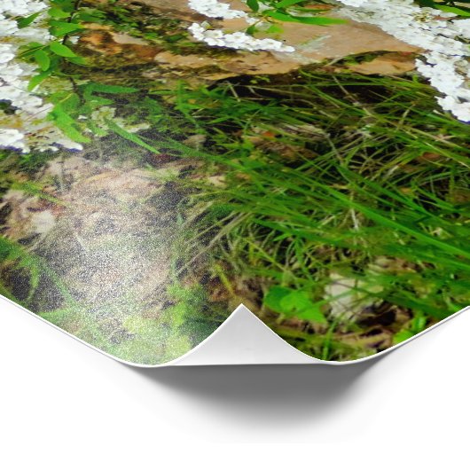 Impression Photo Spirea Arguta (Coin)