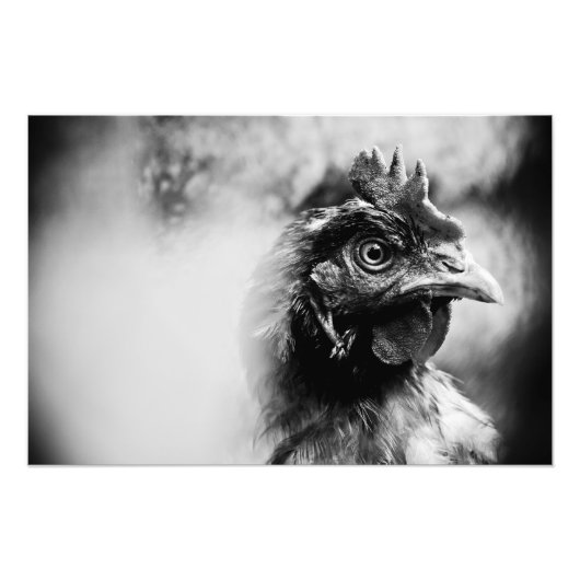 Impression Photo spiritueux et poulets 2 (Devant)